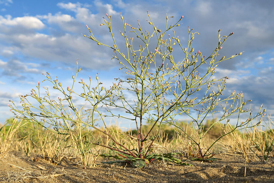 aliciella (Aliciella sp. (Gilia sp.)) [Borax Lake ACEC, Harney County, Oregon]