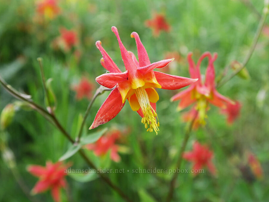 western columbine (Aquilegia formosa) [BZ-Glenwood Highway, Klickitat County, Washington]