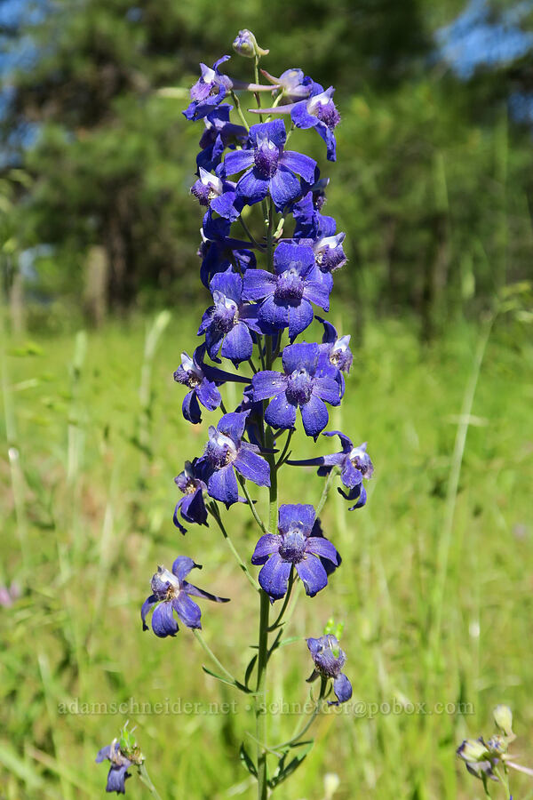 meadow larkspur (Delphinium distichum) [Kreps Lane, Conboy Lake N.W.R., Klickitat County, Washington]