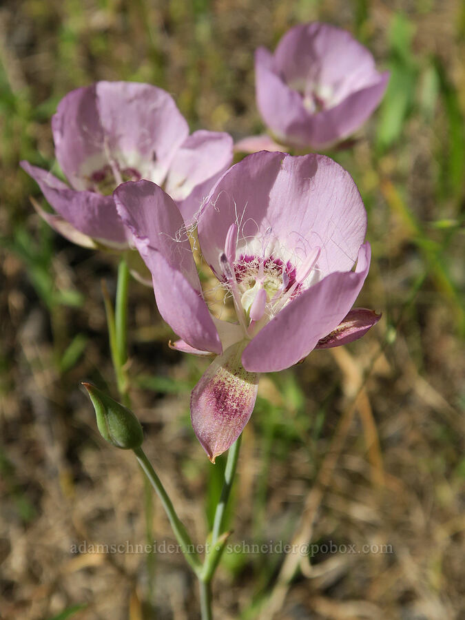 long-bearded mariposa lily (Calochortus longebarbatus var. longebarbatus (Calochortus longibarbatus var. longibarbatus)) [Kreps Lane, Conboy Lake N.W.R., Klickitat County, Washington]