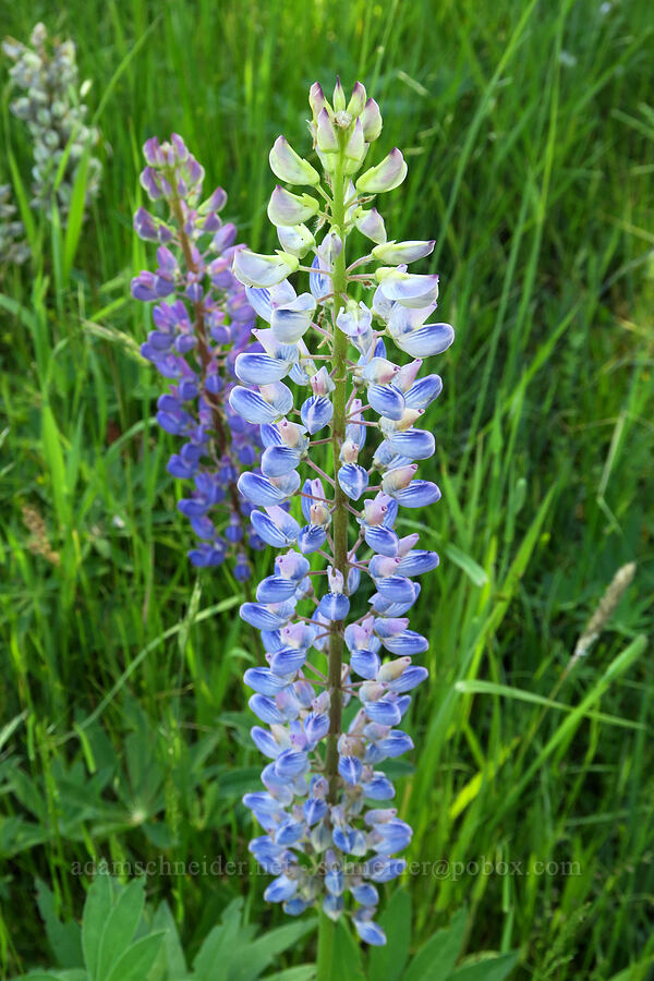 big-leaf lupines (Lupinus polycarpus (Lupinus micranthus)) [Kreps Lane, Conboy Lake N.W.R., Klickitat County, Washington]