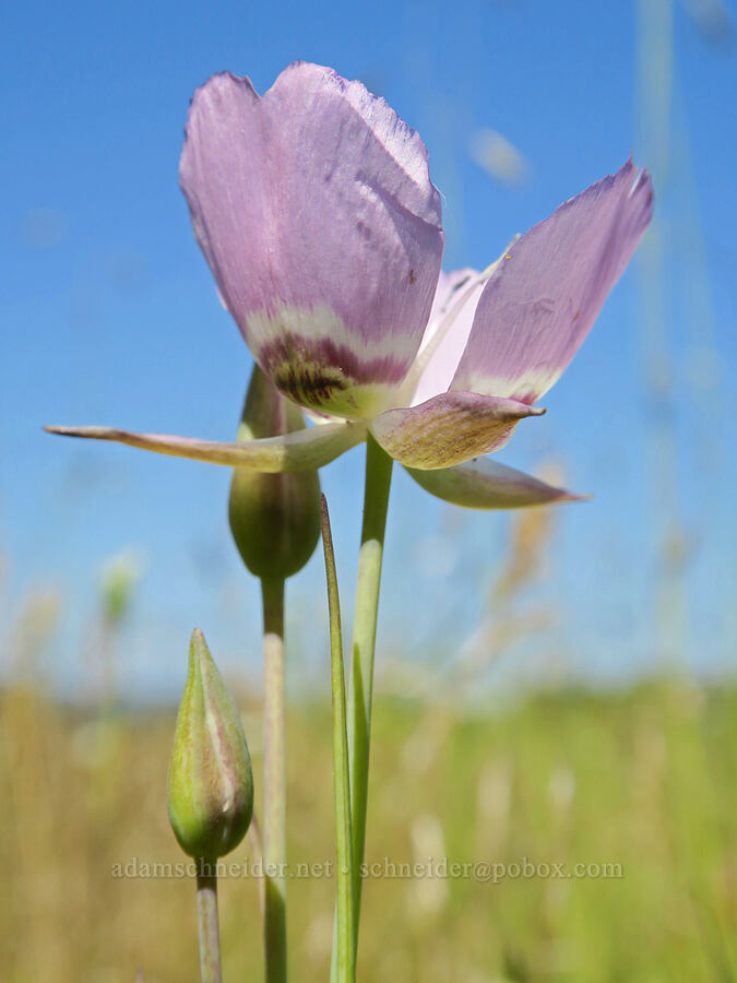 long-bearded mariposa lily (Calochortus longebarbatus var. longebarbatus (Calochortus longibarbatus var. longibarbatus)) [Kreps Lane, Conboy Lake N.W.R., Klickitat County, Washington]