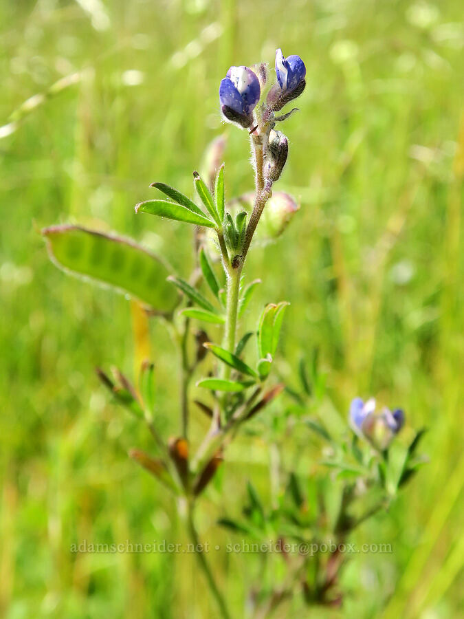 miniature lupine (Lupinus micranthus (Lupinus polycarpus)) [Kreps Lane, Conboy Lake N.W.R., Klickitat County, Washington]