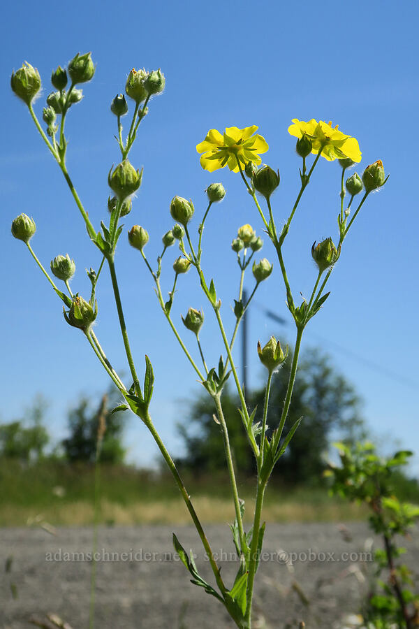 slender cinquefoil (Potentilla gracilis) [Kreps Lane, Conboy Lake N.W.R., Klickitat County, Washington]