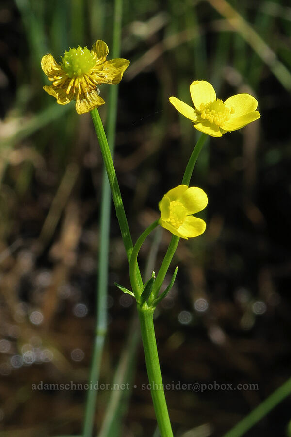 plantain-leaf buttercup (Ranunculus alismifolius var. alismifolius) [Kreps Lane, Conboy Lake N.W.R., Klickitat County, Washington]