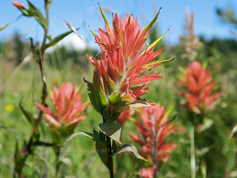 scarlet paintbrush (Castilleja miniata) [Kreps Lane, Klickitat County, Washington]