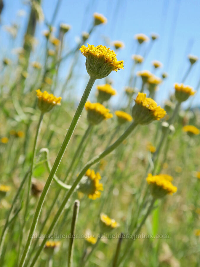 rayless Oregon sunshine (Eriophyllum lanatum) [Kreps Lane, Klickitat County, Washington]