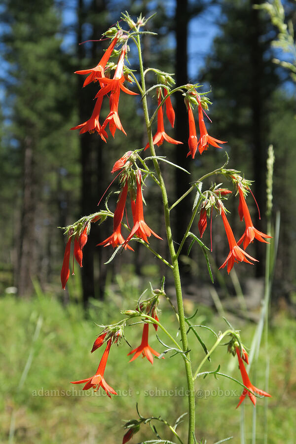 scarlet gilia (Ipomopsis aggregata) [Wildlife Refuge Road, Conboy Lake N.W.R., Klickitat County, Washington]