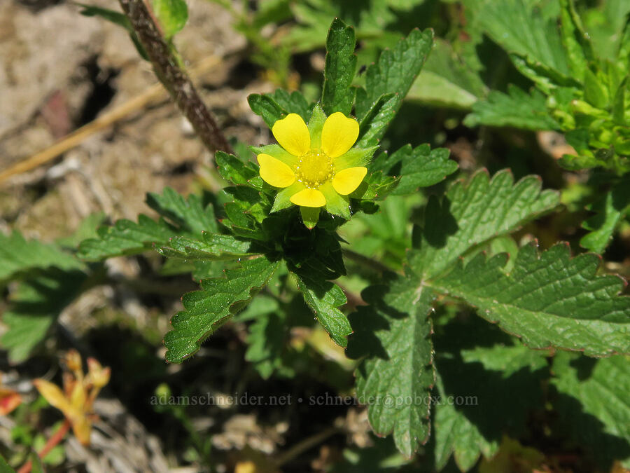 Norwegian cinquefoil (Potentilla norvegica) [Willard Springs Trail, Conboy Lake N.W.R., Klickitat County, Washington]