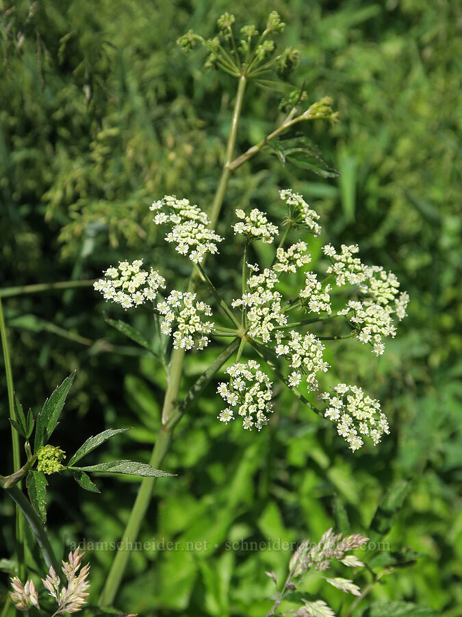 Canby's angelica (Angelica canbyi) [Willard Springs Trail, Conboy Lake N.W.R., Klickitat County, Washington]