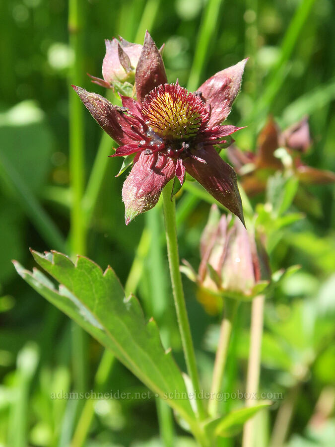 purple marsh cinquefoil (Comarum palustre (Potentilla palustris)) [Willard Springs Trail, Conboy Lake N.W.R., Klickitat County, Washington]