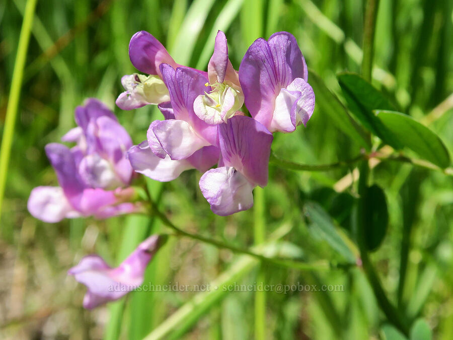 American vetch (Vicia americana) [Willard Springs Trail, Conboy Lake N.W.R., Klickitat County, Washington]