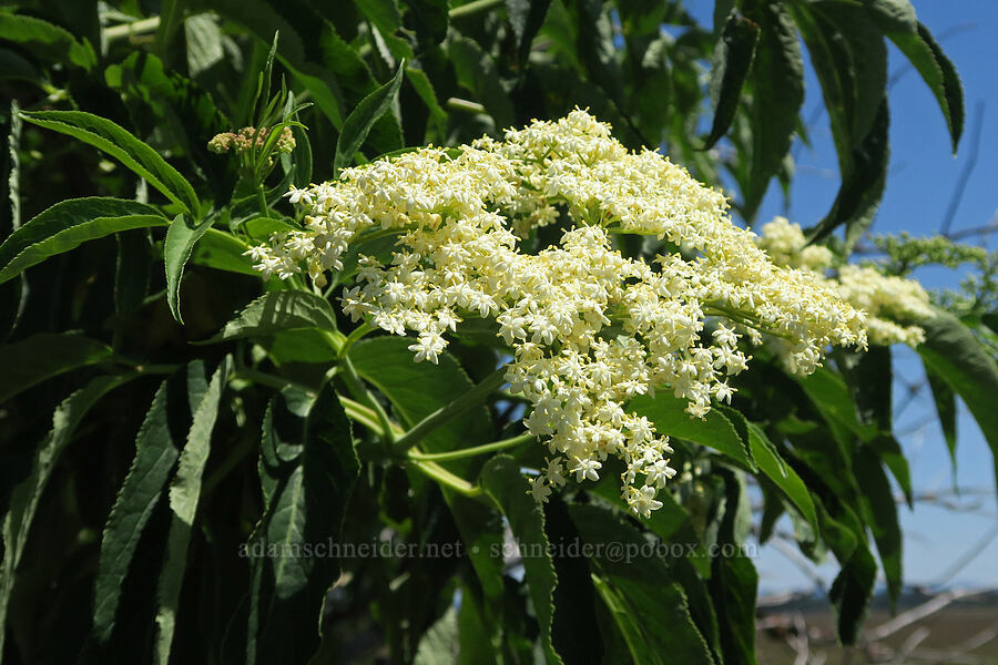 blue elderberry flowers (Sambucus cerulea (Sambucus nigra ssp. caerulea) (Sambucus mexicana)) [Willard Springs Trail, Conboy Lake N.W.R., Klickitat County, Washington]