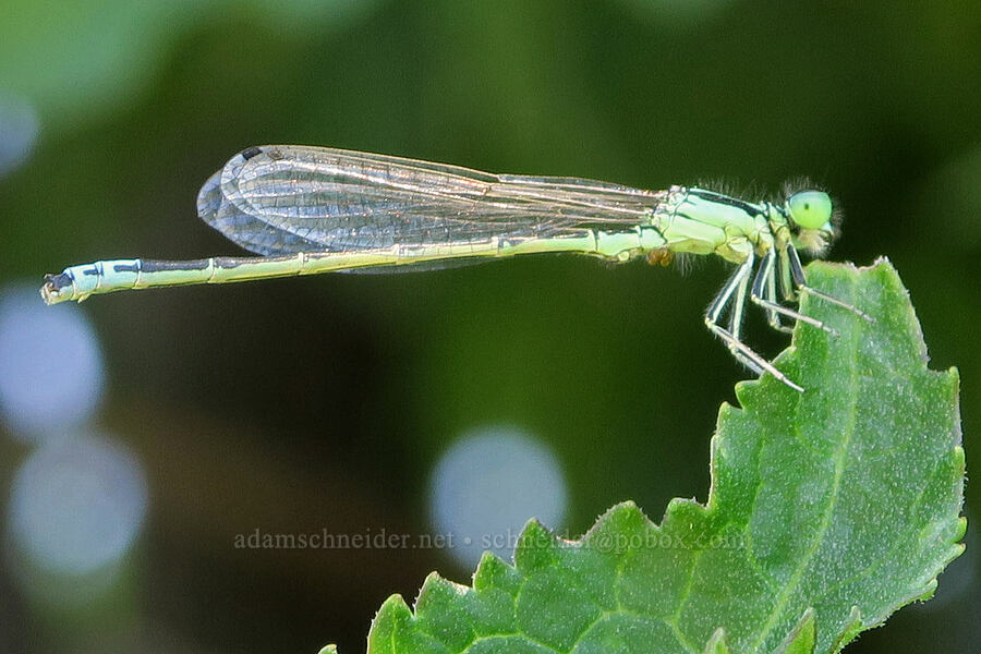 western fork-tail damselfly (Ischnura perparva) [Willard Springs Trail, Conboy Lake N.W.R., Klickitat County, Washington]