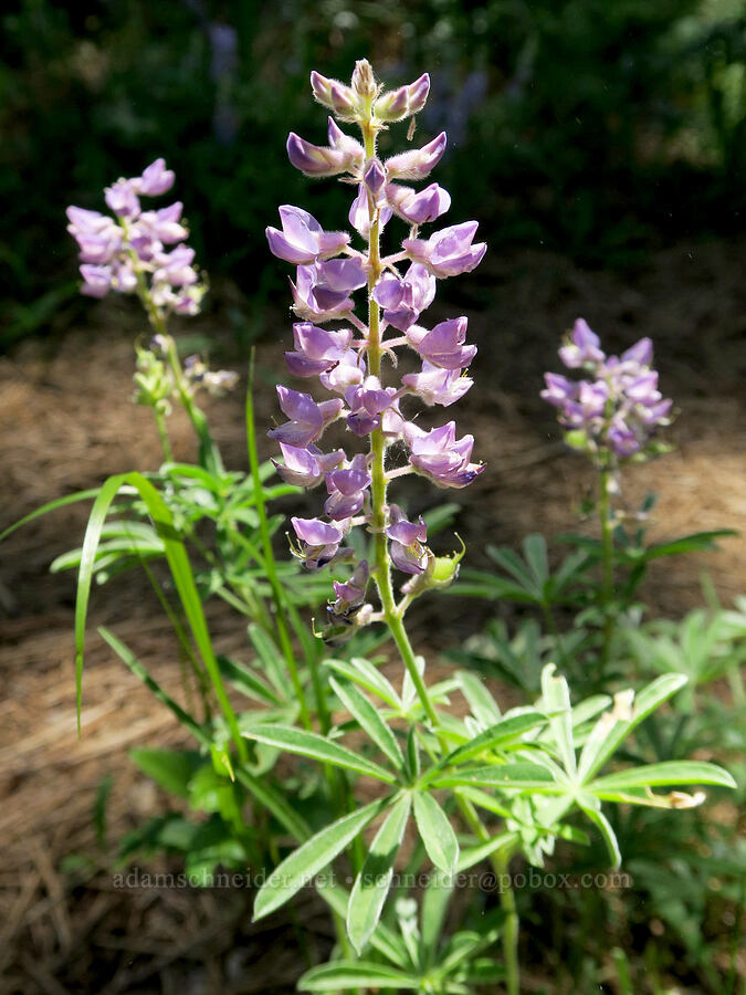 spurred lupines (Lupinus arbustus) [Willard Springs Trail, Conboy Lake N.W.R., Klickitat County, Washington]