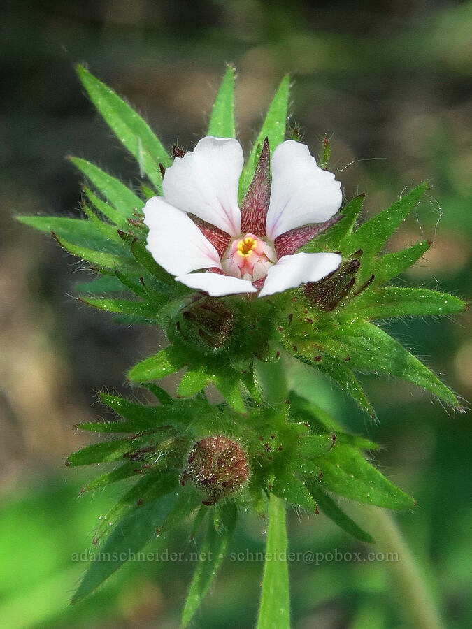 dusky horkelia (Horkelia fusca ssp. fusca) [Willard Springs Trail, Conboy Lake N.W.R., Klickitat County, Washington]