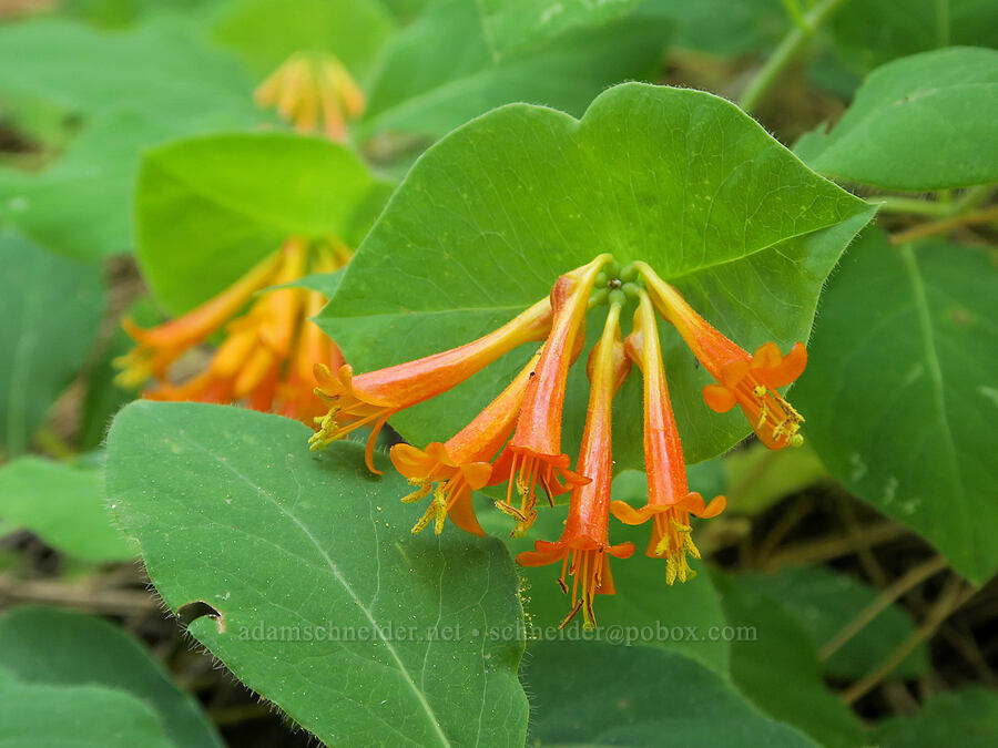 orange honeysuckle (Lonicera ciliosa) [Willard Springs Trail, Conboy Lake N.W.R., Klickitat County, Washington]