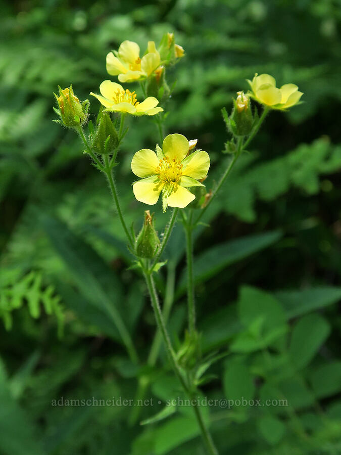 sticky cinquefoil (Drymocallis glandulosa (Potentilla glandulosa)) [Willard Springs Trail, Conboy Lake N.W.R., Klickitat County, Washington]