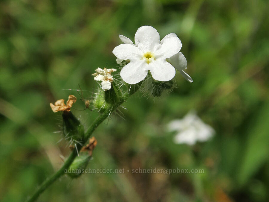 slender cryptantha (Cryptantha affinis) [Willard Springs Trail, Conboy Lake N.W.R., Klickitat County, Washington]