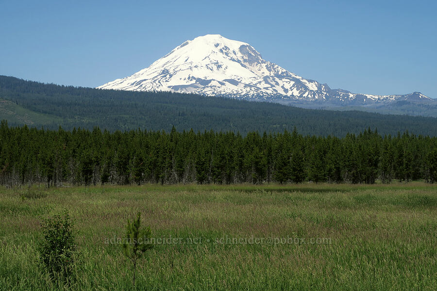 Mount Adams [Willard Springs Trail, Conboy Lake N.W.R., Klickitat County, Washington]