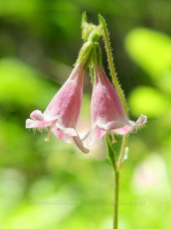 twinflowers (Linnaea borealis) [Willard Springs Trail, Conboy Lake N.W.R., Klickitat County, Washington]