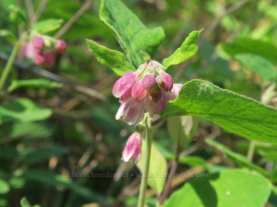 creeping snowberry flowers (Symphoricarpos mollis (Symphoricarpos hesperius)) [Willard Springs Trail, Conboy Lake N.W.R., Klickitat County, Washington]