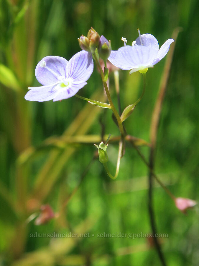 marsh speedwell (Veronica scutellata) [Willard Spring, Conboy Lake N.W.R., Klickitat County, Washington]