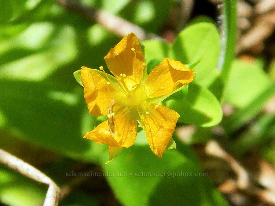 bog St.-John's-wort (tinker's penny) (Hypericum anagalloides) [Willard Spring, Conboy Lake N.W.R., Klickitat County, Washington]