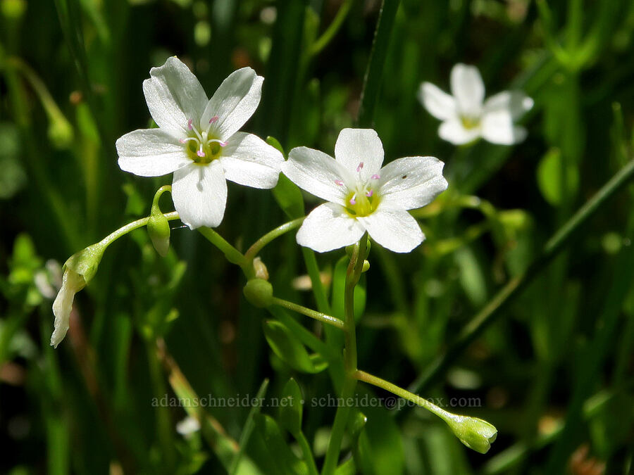 water montia (Montia chamissoi (Claytonia chamissoi)) [Willard Spring, Conboy Lake N.W.R., Klickitat County, Washington]
