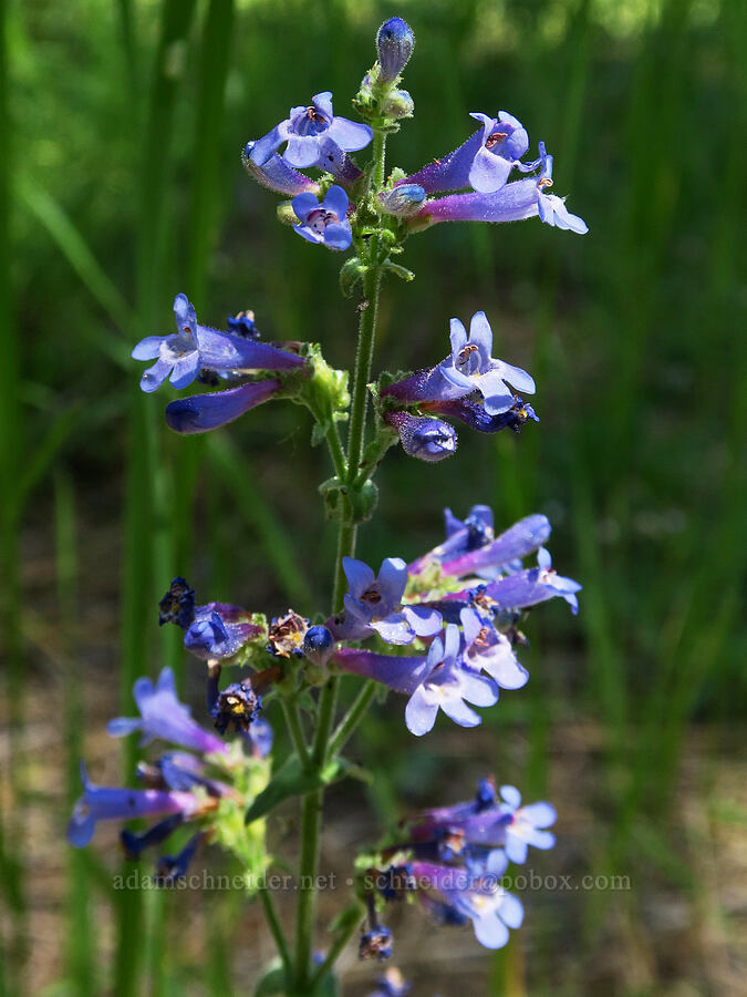 penstemon (Penstemon sp.) [Willard Springs Trail, Conboy Lake N.W.R., Klickitat County, Washington]