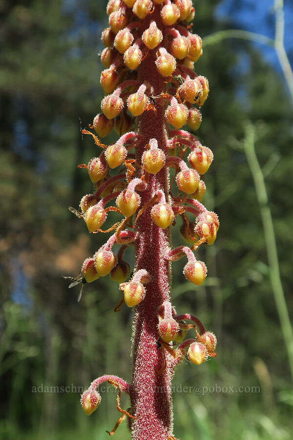 pinedrops (Pterospora andromedea) [Willard Springs Trail, Conboy Lake N.W.R., Klickitat County, Washington]