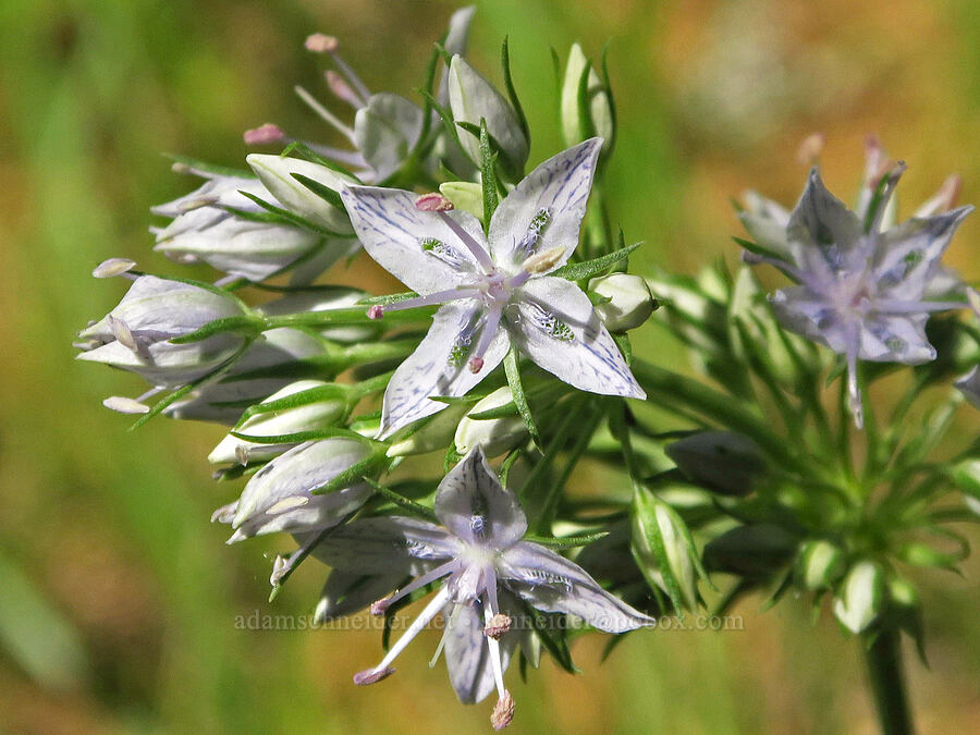 white-stemmed frasera (Frasera albicaulis var. columbiana (Swertia columbiana)) [Willard Springs Trail, Conboy Lake N.W.R., Klickitat County, Washington]
