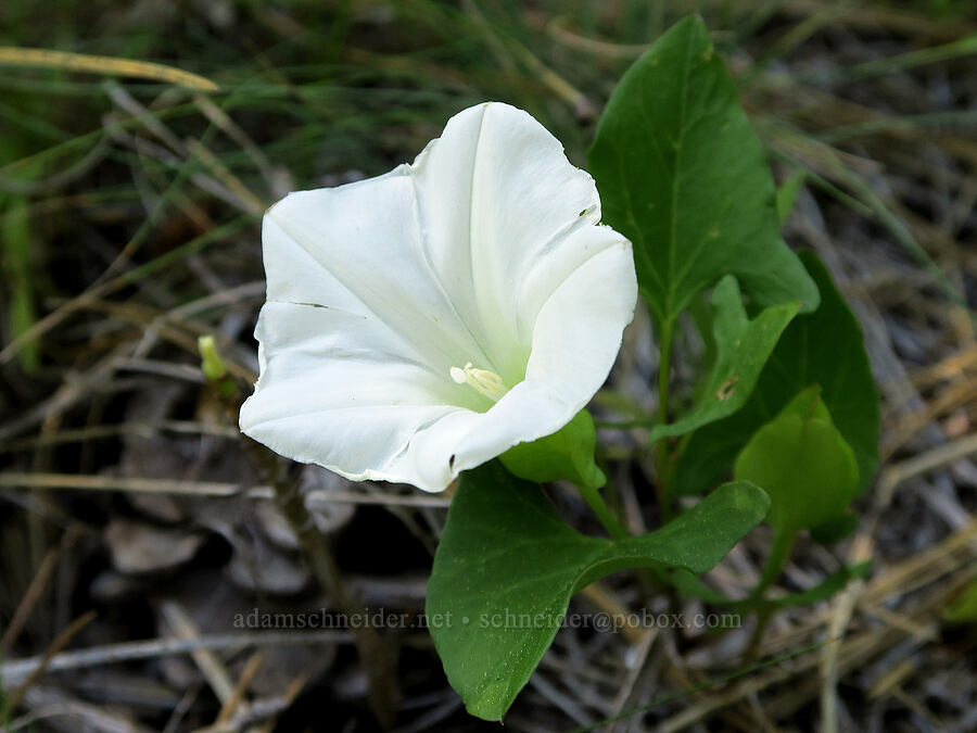night-blooming morning-glory (Calystegia atriplicifolia ssp. atriplicifolia (Convolvulus nyctagineus)) [Willard Springs Trail, Conboy Lake N.W.R., Klickitat County, Washington]