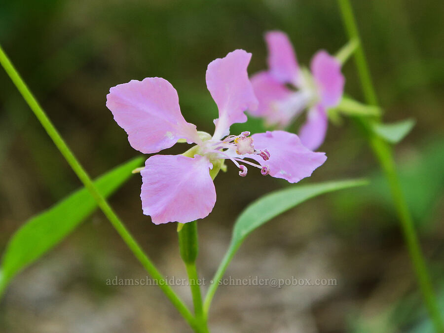 diamond clarkia (Clarkia rhomboidea) [Willard Springs Trail, Conboy Lake N.W.R., Klickitat County, Washington]
