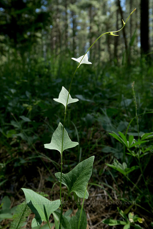 night-blooming morning-glory leaves (Calystegia atriplicifolia ssp. atriplicifolia (Convolvulus nyctagineus)) [Willard Springs Trail, Conboy Lake N.W.R., Klickitat County, Washington]