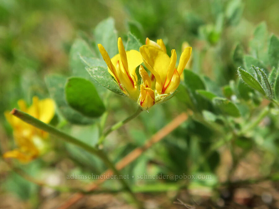 Nevada deer-vetch (Acmispon nevadensis (Lotus nevadensis)) [Willard Springs Trail, Conboy Lake N.W.R., Klickitat County, Washington]