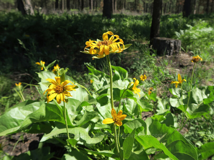 Carey's balsamroot (Balsamorhiza careyana) [Wildlife Refuge Road, Klickitat County, Washington]