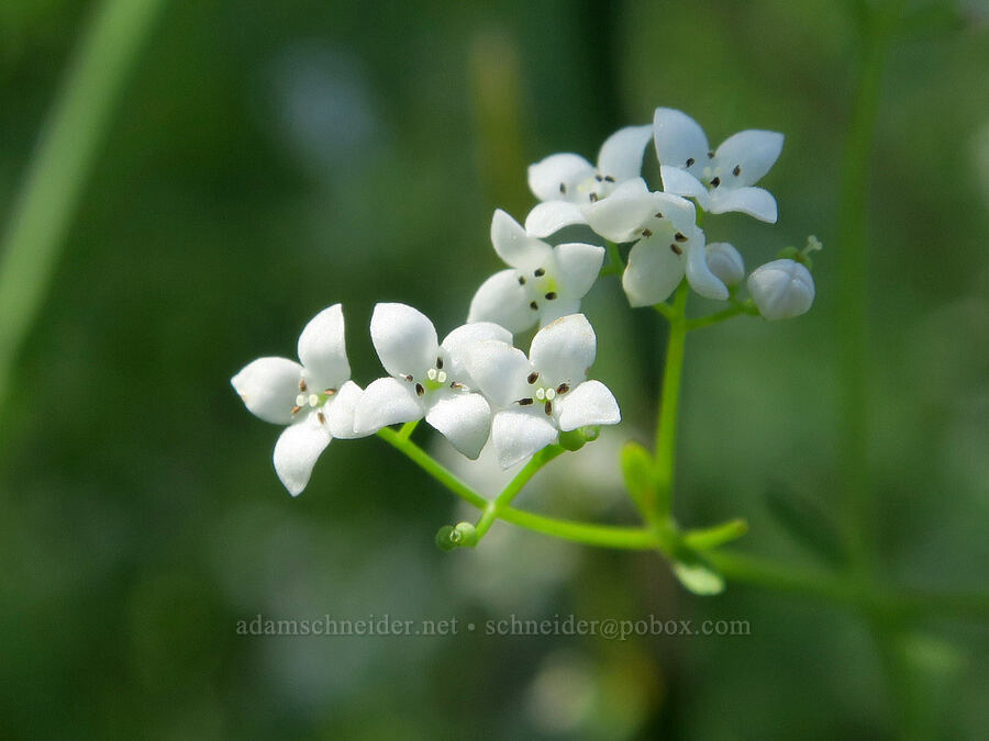 northern bedstraw (Galium boreale) [Lake Road, Conboy Lake N.W.R., Klickitat County, Washington]