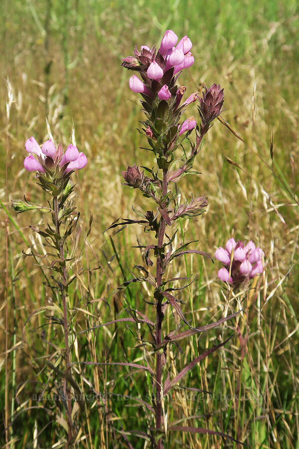 rosy owl's-clover (Orthocarpus bracteosus) [BZ-Glenwood Highway, Conboy Lake N.W.R., Klickitat County, Washington]