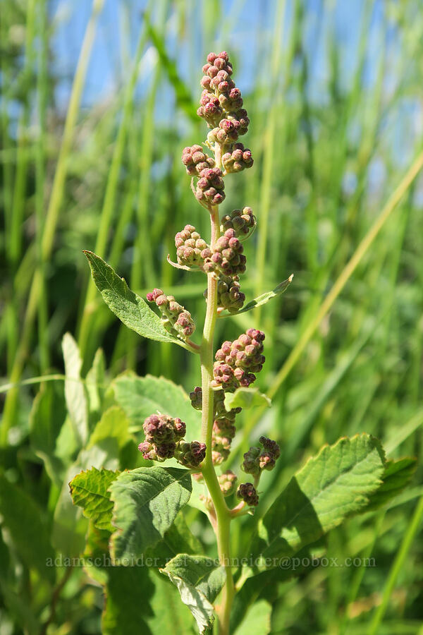 Douglas' spirea (hardhack), budding (Spiraea douglasii) [BZ-Glenwood Highway, Conboy Lake N.W.R., Klickitat County, Washington]