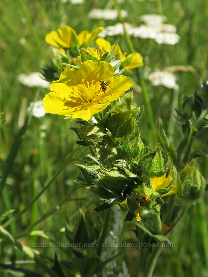 slender cinquefoil (Potentilla gracilis) [BZ-Glenwood Highway, Conboy Lake N.W.R., Klickitat County, Washington]