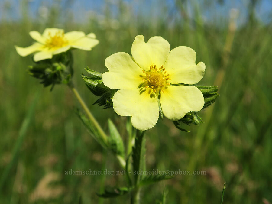 sulphur cinquefoil (Potentilla recta) [BZ-Glenwood Highway, Conboy Lake N.W.R., Klickitat County, Washington]