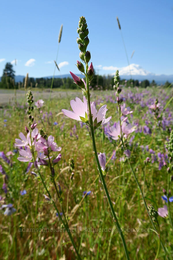 Oregon checker-mallow (Sidalcea oregana) [BZ-Glenwood Highway, Conboy Lake N.W.R., Klickitat County, Washington]