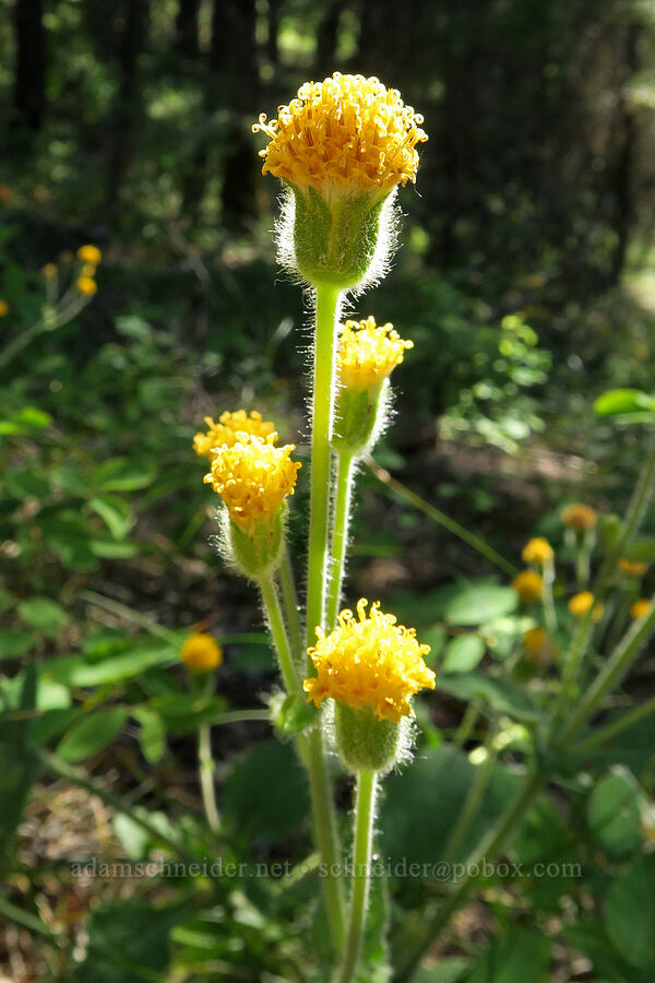 rayless/discoid arnica (Arnica discoidea) [Klickitat Canyon Overlook, Klickitat County, Washington]