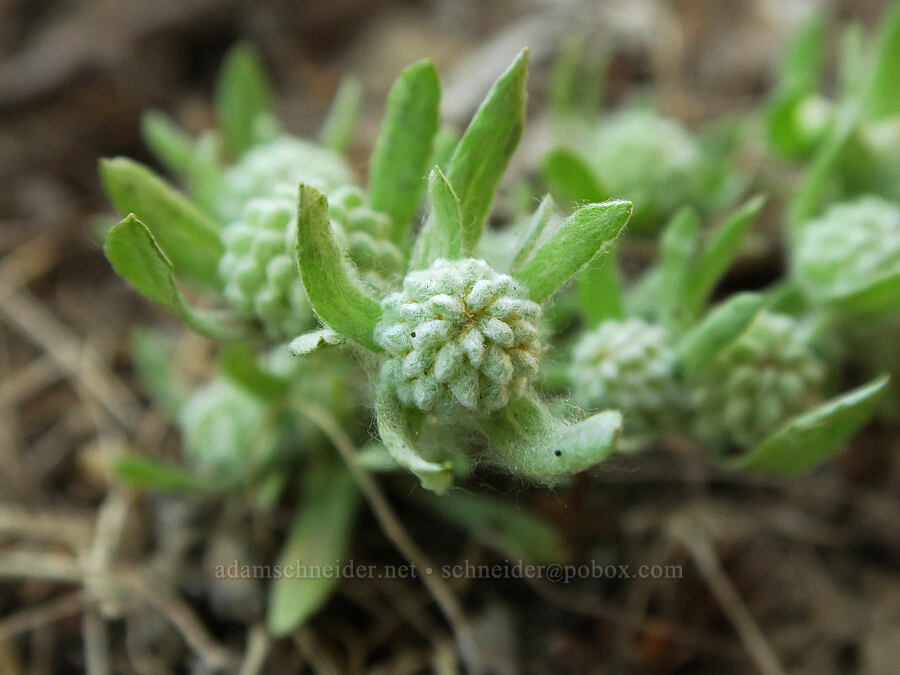 tall woolly marbles (Psilocarphus elatior) [Leidl Ridge Trailhead, Klickitat County, Washington]