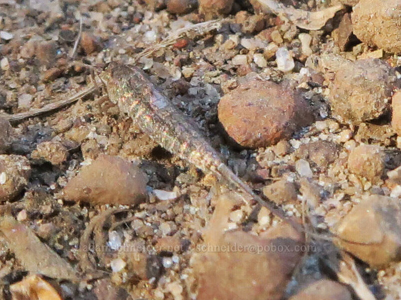 jumping bristletail [Leidl Ridge Trailhead, Klickitat County, Washington]