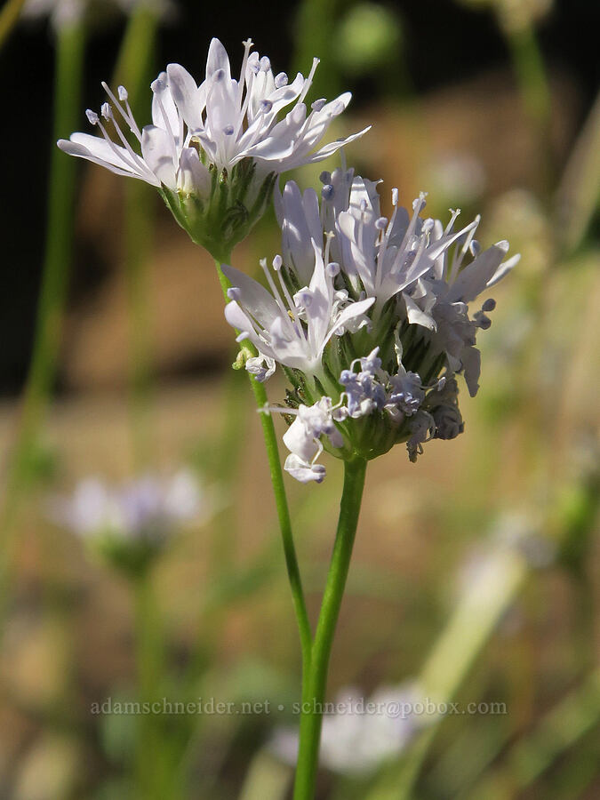 blue-head gilia (Gilia capitata) [Glenwood Highway, Klickitat County, Washington]