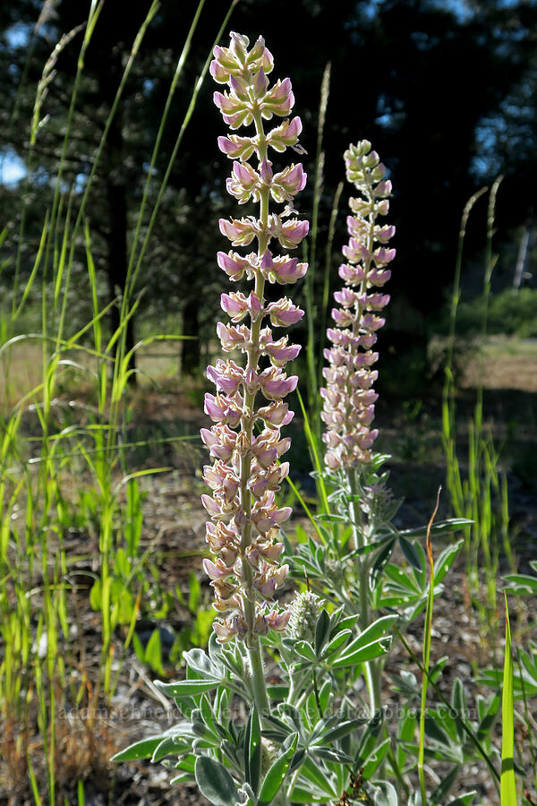 velvet lupines (Lupinus leucophyllus) [Brooks Memorial State Park, Klickitat County, Washington]