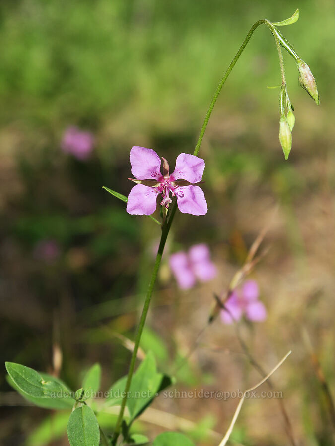 diamond clarkia (Clarkia rhomboidea) [Brooks Memorial State Park, Klickitat County, Washington]