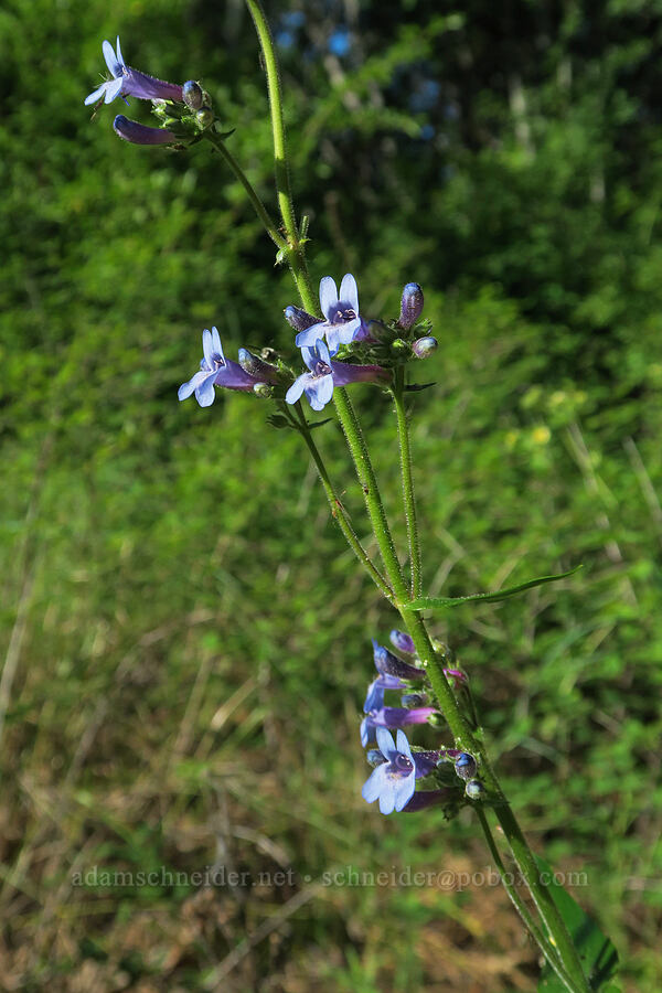 taper-leaf penstemon (Penstemon attenuatus) [Brooks Memorial State Park, Klickitat County, Washington]